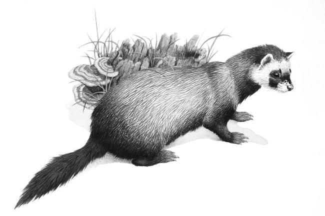 ചിത്രം:2140 Mustela putorius, European Polecat,.jpg