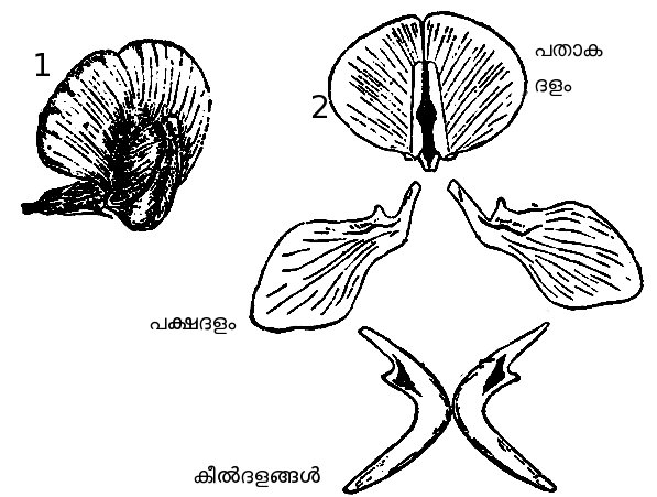 ചിത്രം:Dalapudam (b).jpg