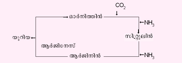 ചിത്രം:Vol4 701 2.jpg