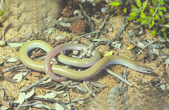 ചിത്രം:Vol4p658 worm-lizard.jpg
