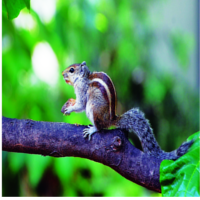 ചിത്രം:Indian palm squirrel9.png