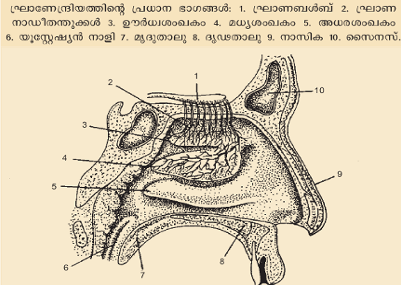 ചിത്രം:Vol 10 Scre609.png