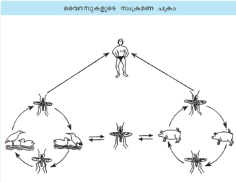 ചിത്രം:Japan Jwaramsre.png