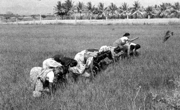 ചിത്രം:Tamilnadu farm.jpg
