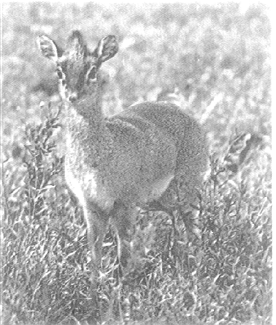 ചിത്രം:Dik Dik.png