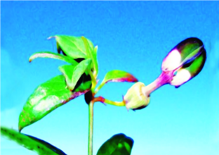 ചിത്രം:Seropegia manohari-12.png