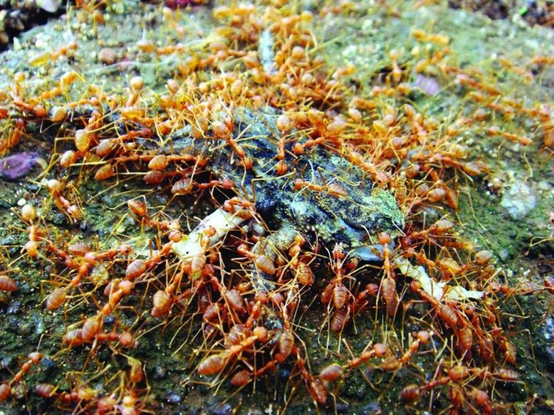 ചിത്രം:Vol5p329 ant and frog.jpg