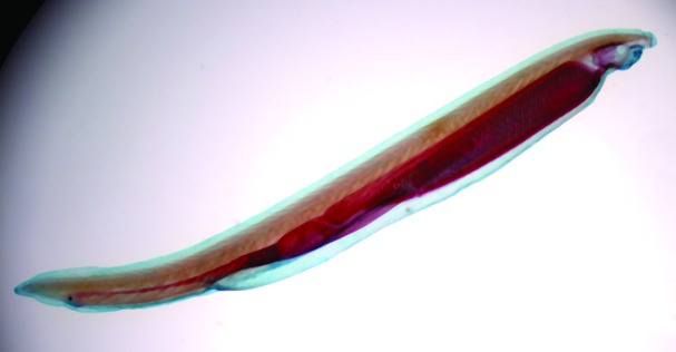 ചിത്രം:Vol3p110 amphioxus.jpg