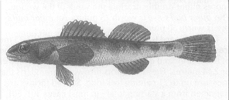 ചിത്രം:Darter Fishes.png