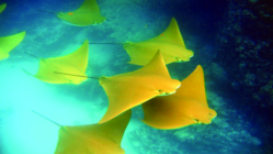 ചിത്രം:Golden-rays.png
