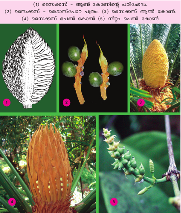ചിത്രം:Gymnoscr1.png