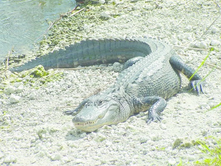 ചിത്രം:Vol4p658 alligators-10.jpg