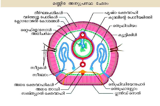 ചിത്രം:Vol5 889 image.jpg