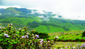 ചിത്രം:Neelakurinji-09.png