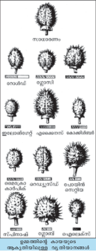 ചിത്രം:Janitha 2.png