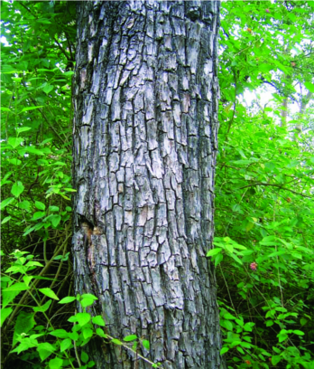 ചിത്രം:Terminalia elliptica-26.png