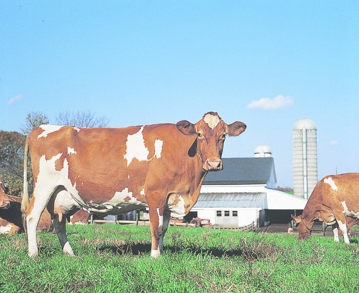 ചിത്രം:Vol6p223 guernsey cattle.jpg
