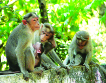 ചിത്രം:Monkey wayanad01.png