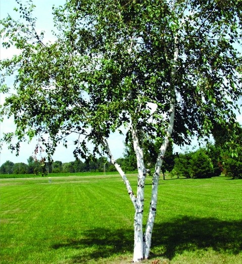 ചിത്രം:Vol5p433 berch tree.jpg