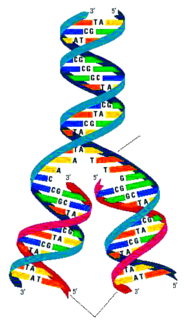 ചിത്രം:DNA replication.png