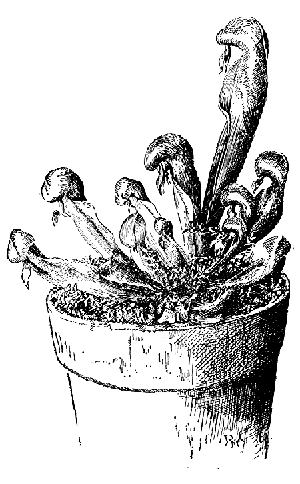 ചിത്രം:Darlingtonia.png