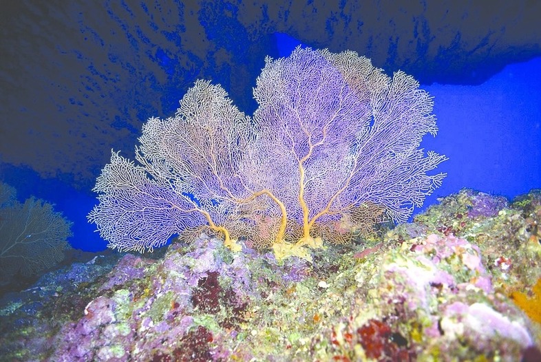 ചിത്രം:Vol6p17 Sea Fan.jpg
