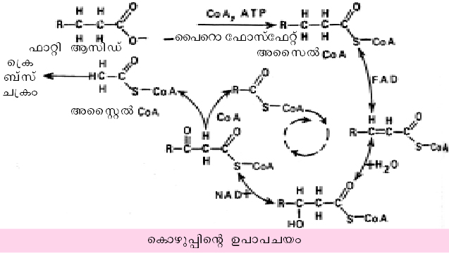 ചിത്രം:Vol4 700 2.jpg