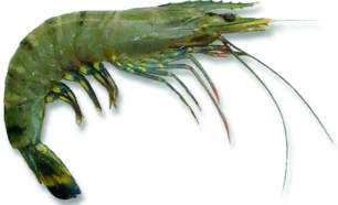 ചിത്രം:Black-tiger-prawn.png