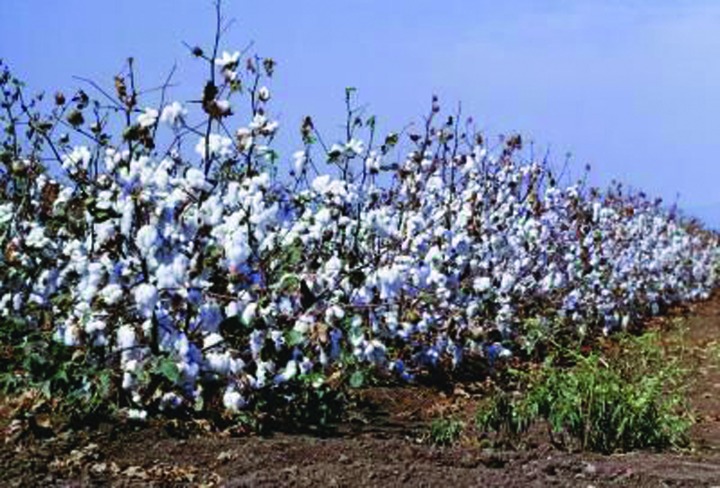 ചിത്രം:Vol5p98 article-new-ehow-images-a07-p6-da-cotton-plant-uses-800x800.jpg