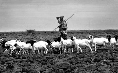 ചിത്രം:Group of Goats.jpg.png