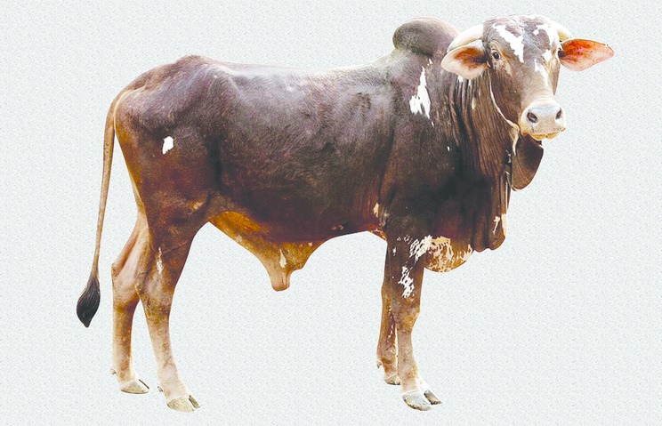 ചിത്രം:Vol6p223 nimari.jpg