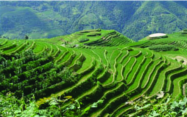 ചിത്രം:Agriculture in china.png