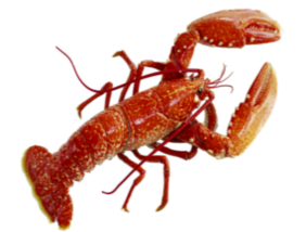 ചിത്രം:Lobster.png