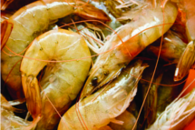 ചിത്രം:Prawns raw22.png
