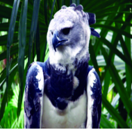 ചിത്രം:The Harpy Eagle.png