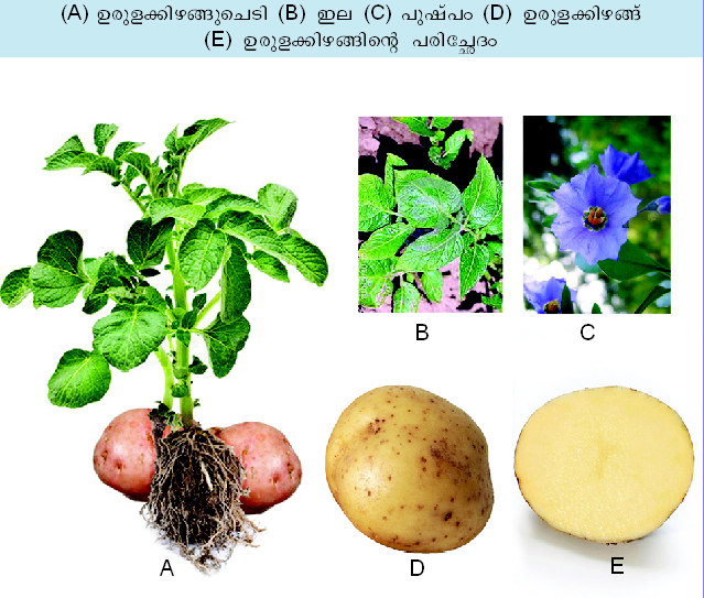 ചിത്രം:Vol4 732 1.jpg