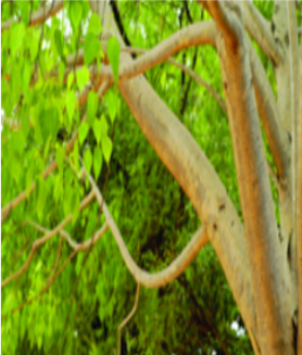 ചിത്രം:Almaram003.png