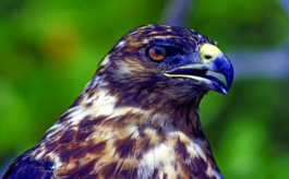 ചിത്രം:Galapagos Hawk Close-Up, Galapagos.png