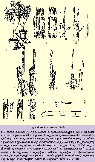 ചിത്രം:Vol5 629 image.jpg
