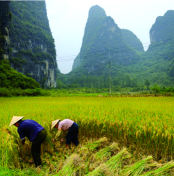 ചിത്രം:Limestone in paddy china.png