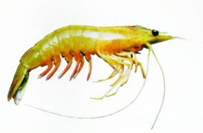 ചിത്രം:Penaeus semisulcatus.png