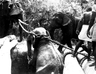 ചിത്രം:Elephant- Hunting-4.png