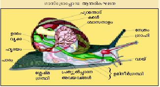 ചിത്രം:Gyasapoda.png