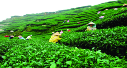 ചിത്രം:Tea plant.png
