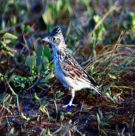 ചിത്രം:Razo lark.png