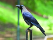 ചിത്രം:Crow08.png