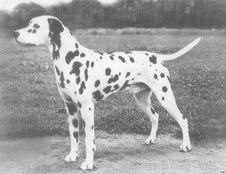 ചിത്രം:Dalmatian Dog.png