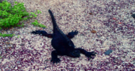 ചിത്രം:IguanaMarina.png