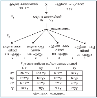 ചിത്രം:Pg420 XY.png