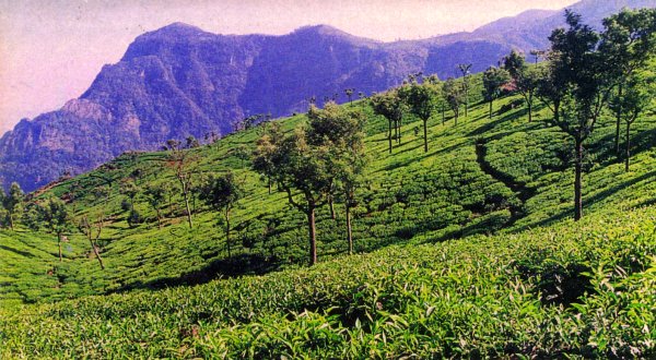 ചിത്രം:Colour-7.jpg